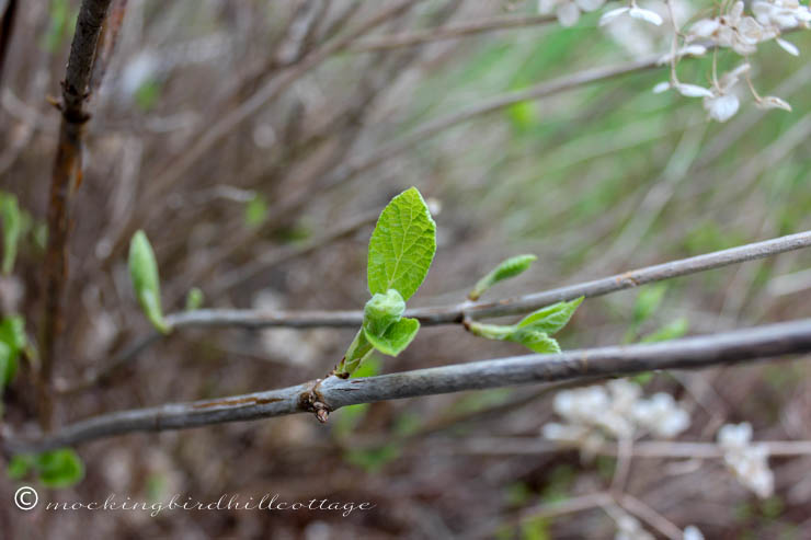 wedhydrangea