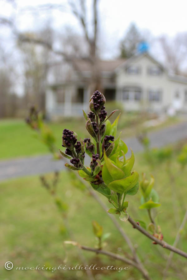 wedlilacs