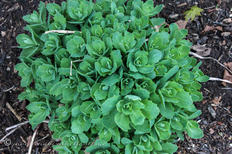 wedsedum