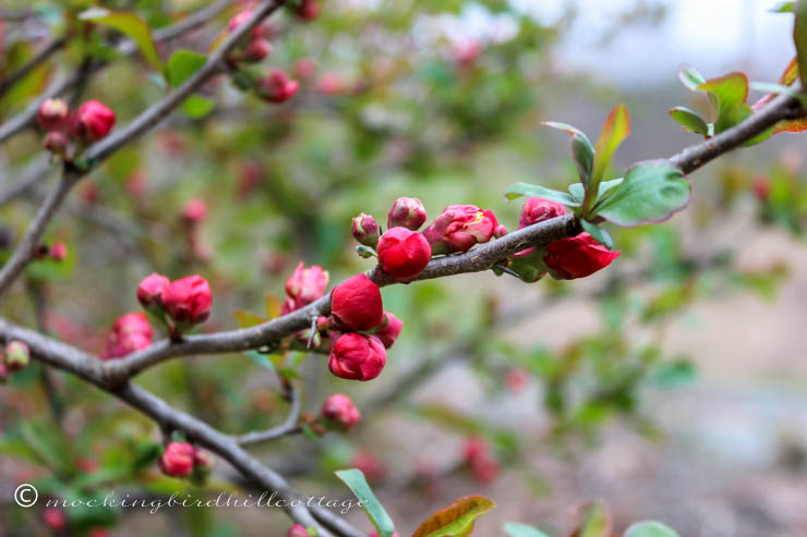 wedweigela