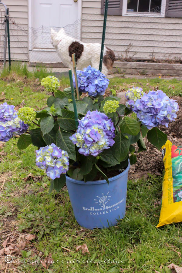 Image of Endless Summer Hydrangea in a mixed flowerbed