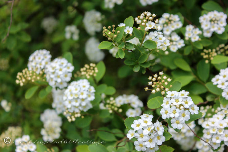 bridalwreathspirea1