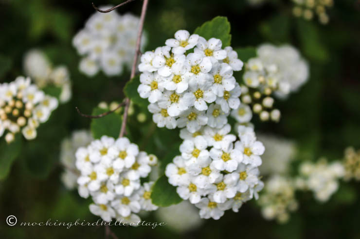 bridalwreathspirea2