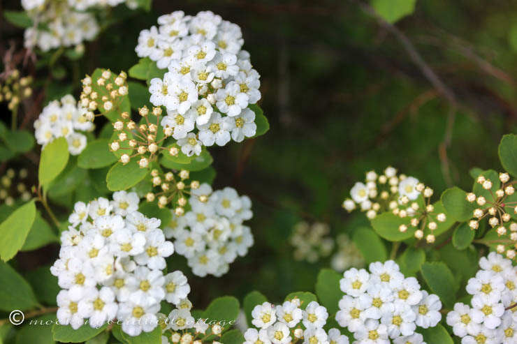 bridalwreathspirea3