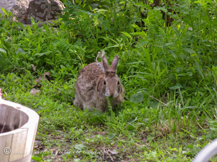 bunny-dining