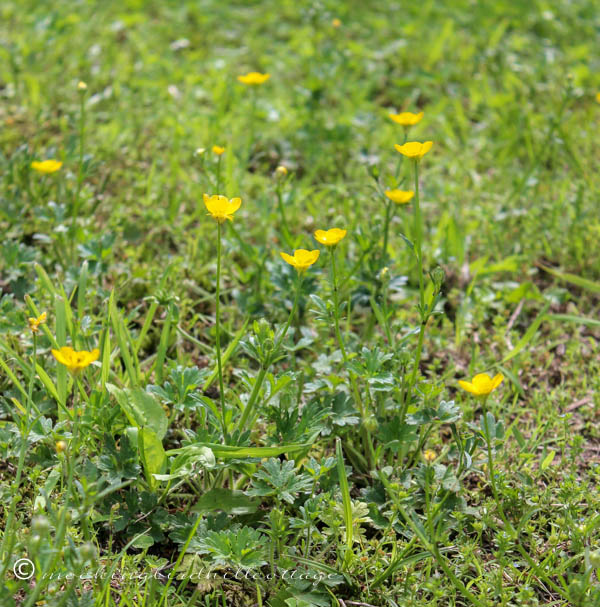 buttercups