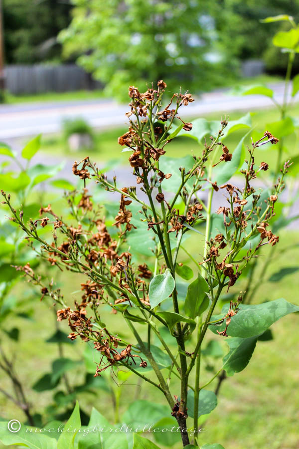 bye bye lilacs