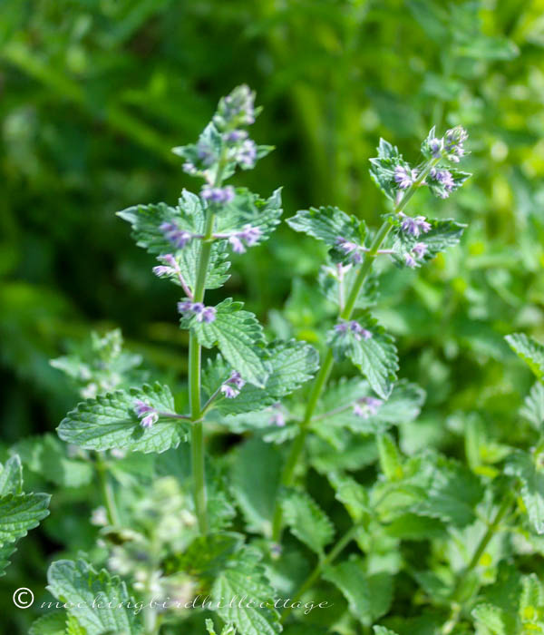 catmint