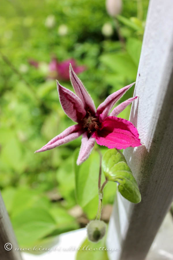 clematis unfurling