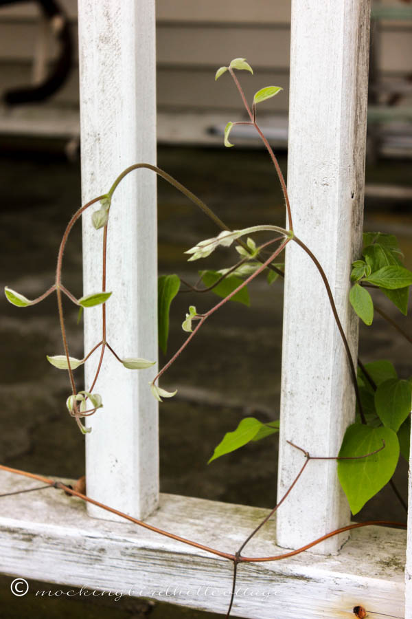 clematis