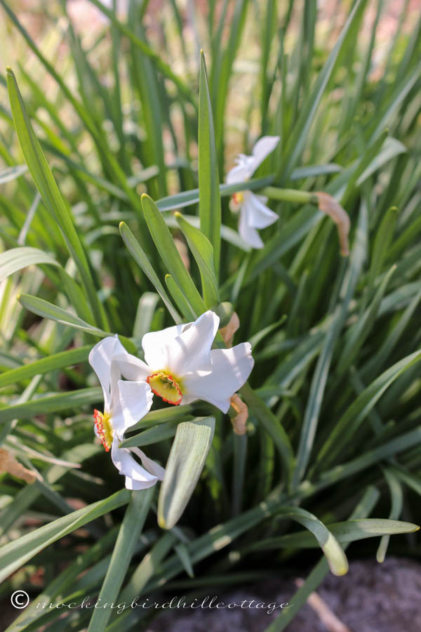 daffs