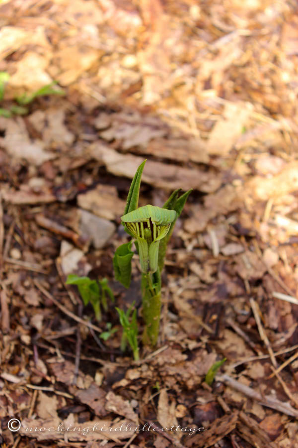 fridayjackinthepulpit