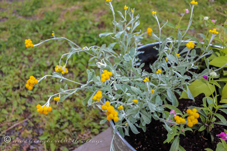 galvanizedplanter