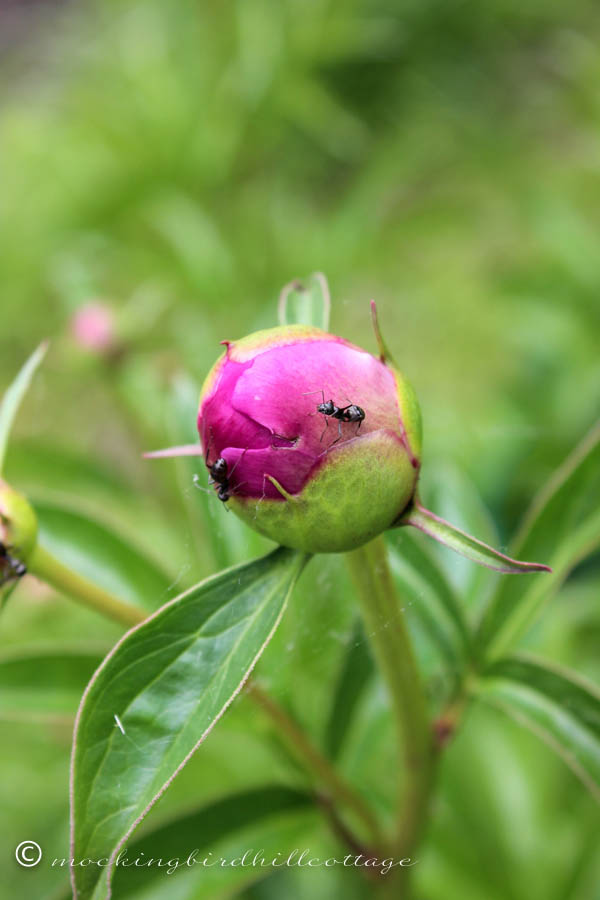 peony with ants