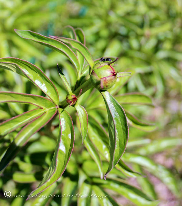 peonybud