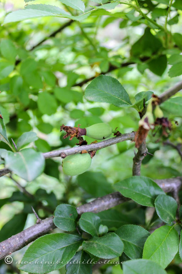 quince fruit