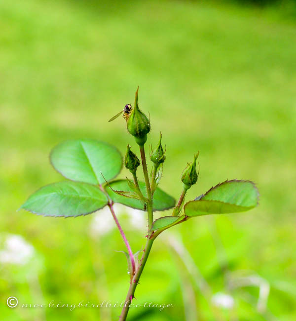 rose bud and bug