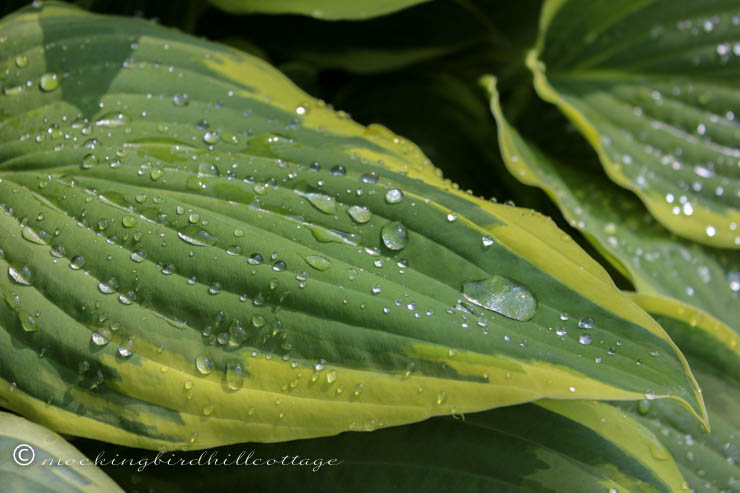 waterdropsonhosta