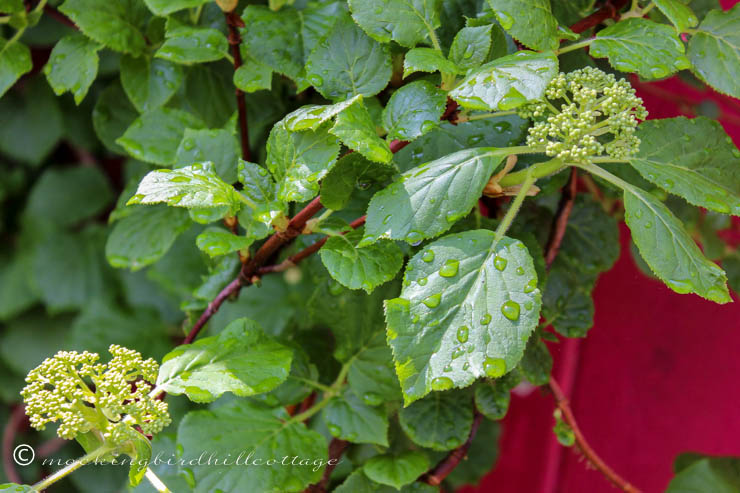 wclimbinghydrangea