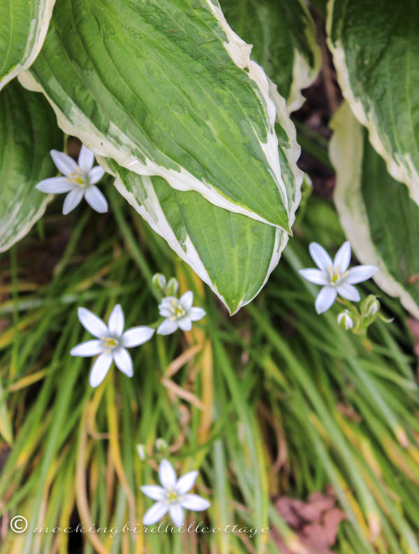 white flowers under hosta