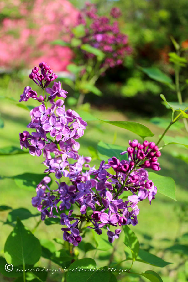 wlilacs