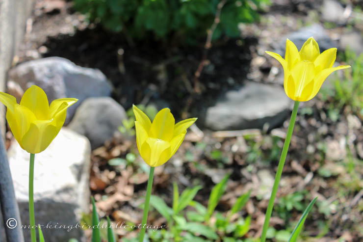 wtulips3