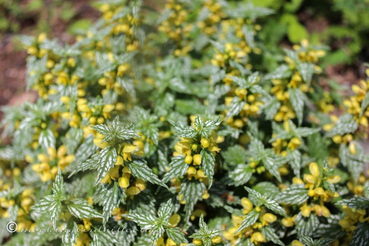 yellow blooms