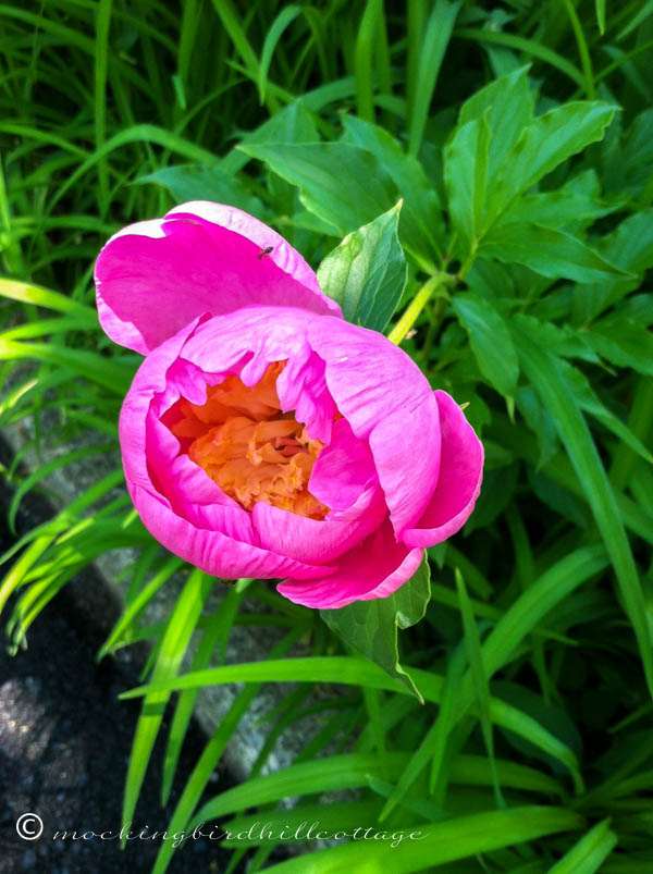 Chau-peony