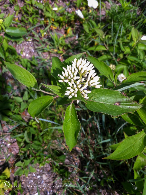 Chau-wildflowers2