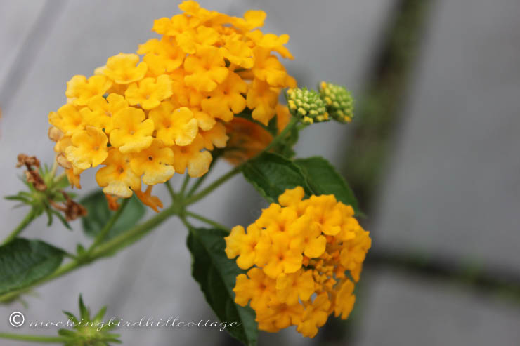 Sunday Cottage Lantana