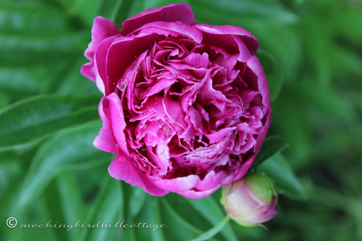 Sunday Cottage peony