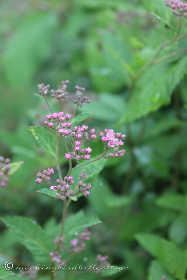 Sunday Cottage sprirea