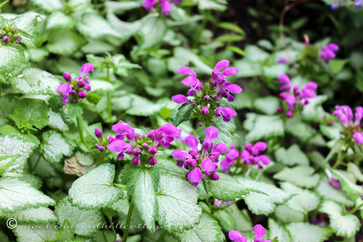 blooming ground cover