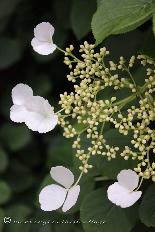 climbinghydrangea1