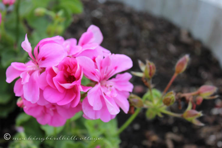 funky-patio-geranium