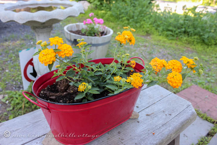 funky-patio-lantana