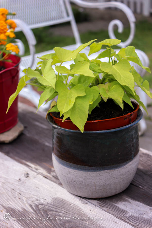 funky-patio-mom's-pot