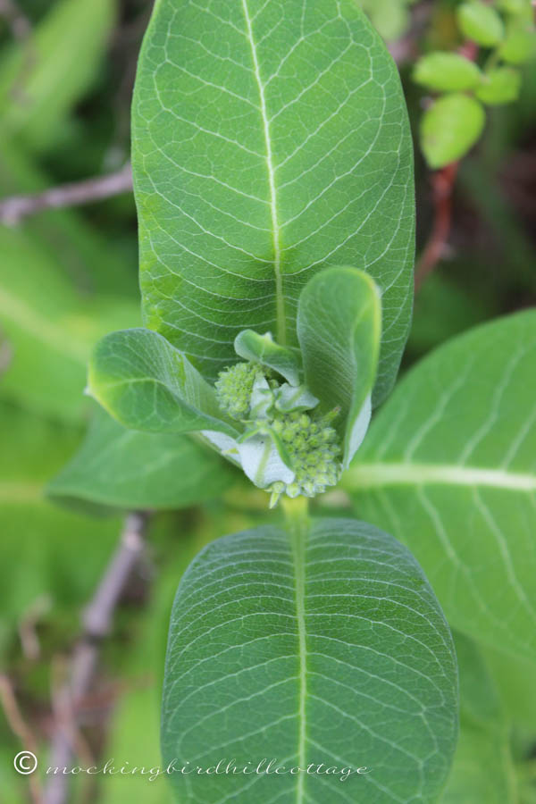 milkweed