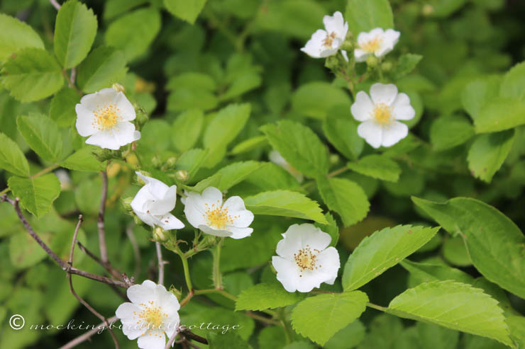 more wild roses