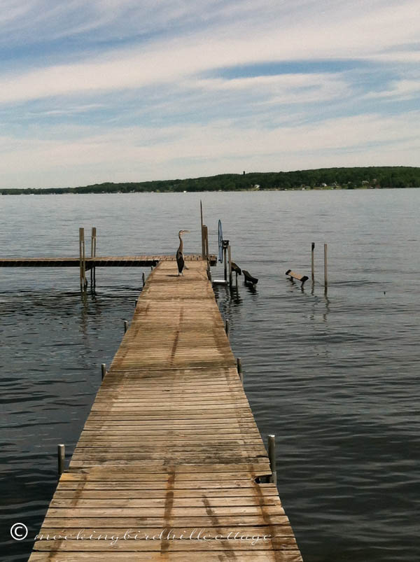 morning-on-the-lake-heron-mid