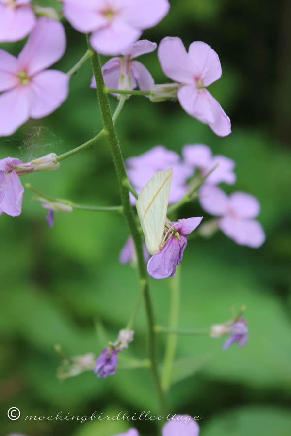 moth on wild rocket