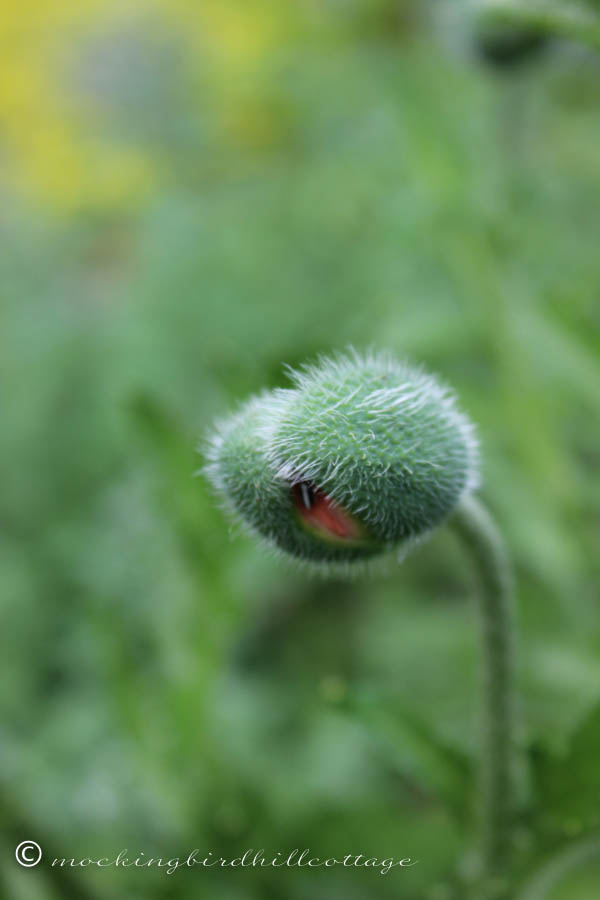 oriental poppy bud