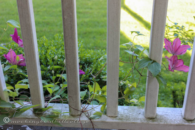 peek-a-boo-clematis