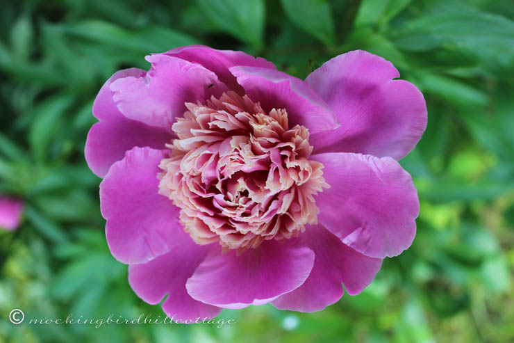 peony 1