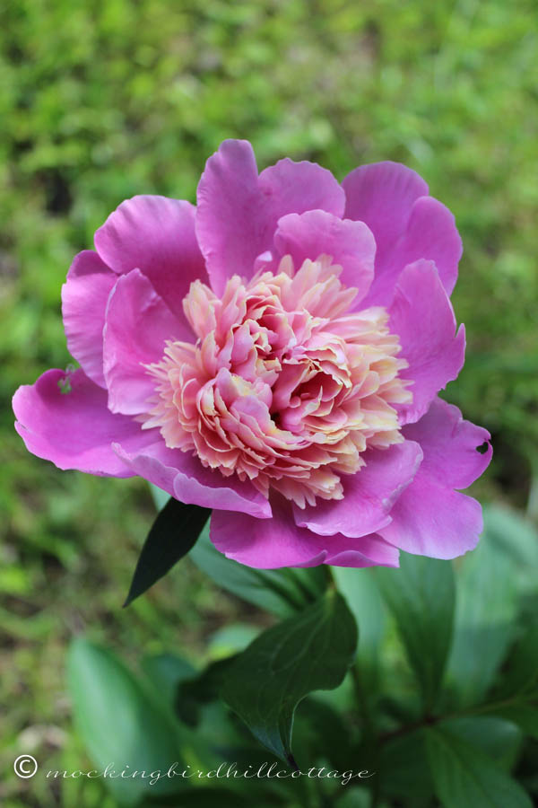 peony 2