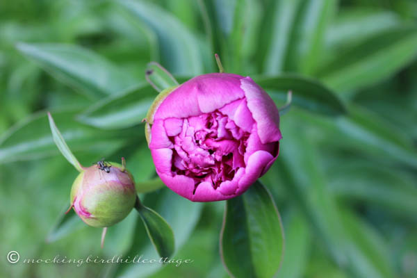 peony 4