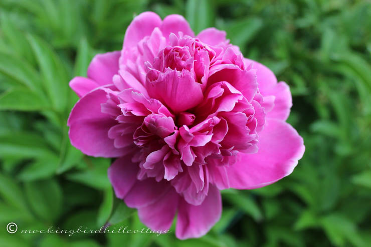 peony three