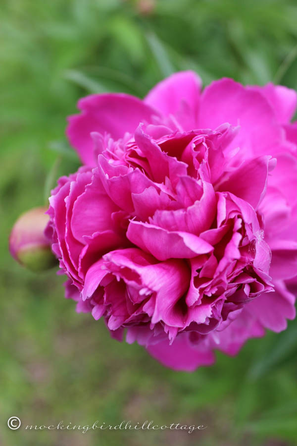 peony two