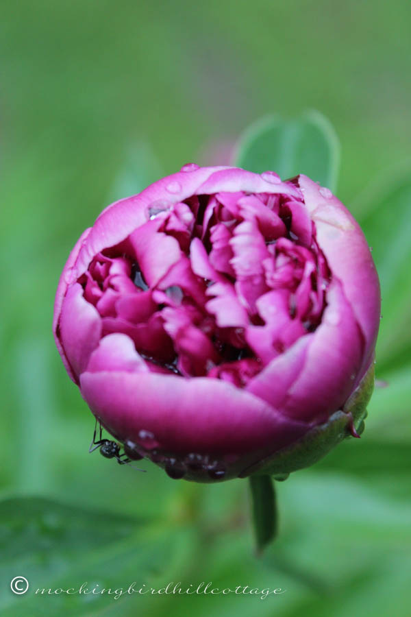 peony with water drops and ant