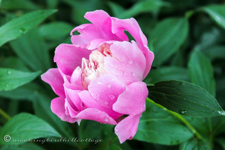 peony with water drops_